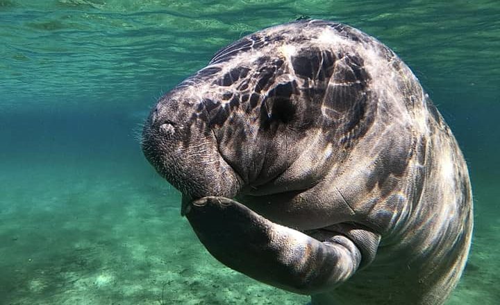 From kayaking  to swimming with the manatees